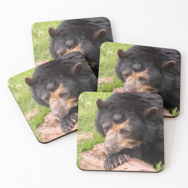 Item preview, I Can't Bear To Move Today designed and sold by HollieGPhotos.