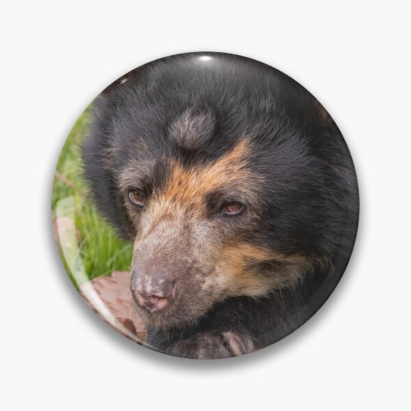 Item preview, I Can't Bear To Move Today designed and sold by HollieGPhotos.