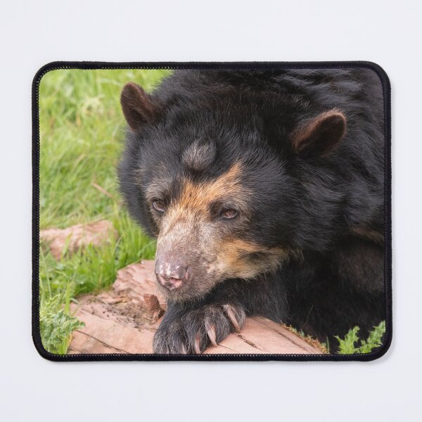 Item preview, I Can't Bear To Move Today designed and sold by HollieGPhotos.