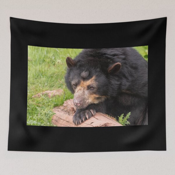 Item preview, I Can't Bear To Move Today designed and sold by HollieGPhotos.