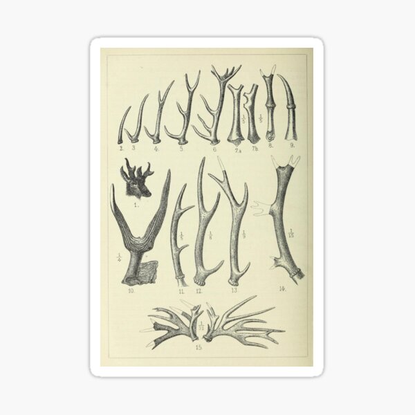 Item preview, Vintage Antlers designed and sold by BlueSpecsStudio.