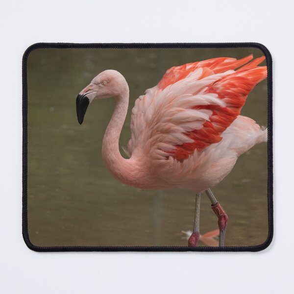 Item preview, Shake Your Tail Feathers designed and sold by HollieGPhotos.