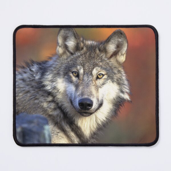 Item preview, Wolf designed and sold by ReljaX.