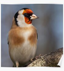 European Goldfinch Posters Redbubble