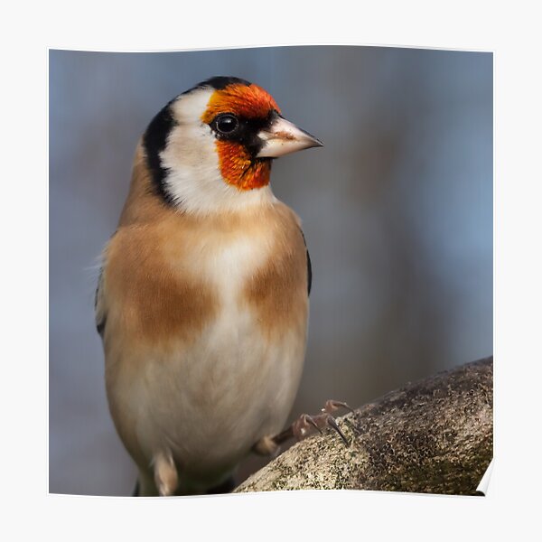 European goldfinch bird close up Poster