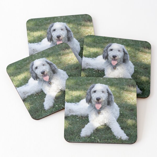 Item preview, 11-Month-Old Female Cross Breed of Bernese Mountain Dog and Poodle designed and sold by yhelfman.