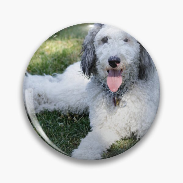 Item preview, 11-Month-Old Female Cross Breed of Bernese Mountain Dog and Poodle designed and sold by yhelfman.
