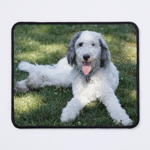 Item preview, 11-Month-Old Female Cross Breed of Bernese Mountain Dog and Poodle designed and sold by yhelfman.