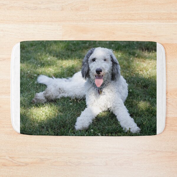 Item preview, 11-Month-Old Female Cross Breed of Bernese Mountain Dog and Poodle designed and sold by yhelfman.