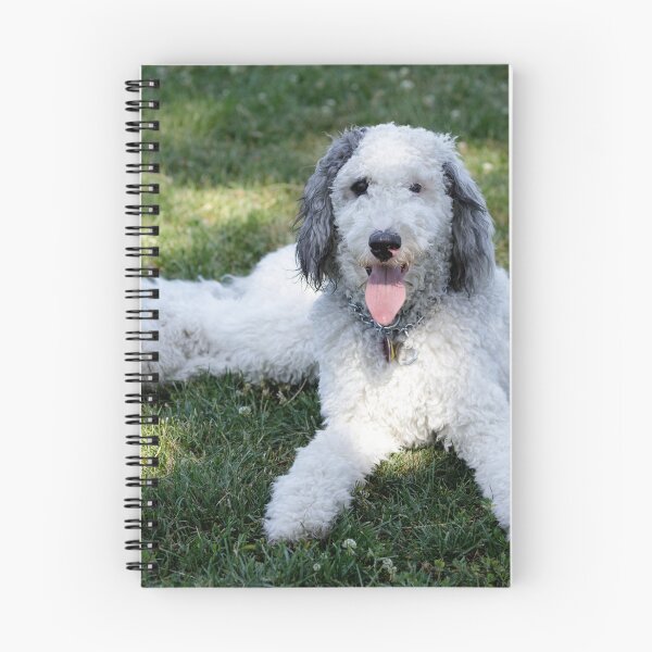 Item preview, 11-Month-Old Female Cross Breed of Bernese Mountain Dog and Poodle designed and sold by yhelfman.