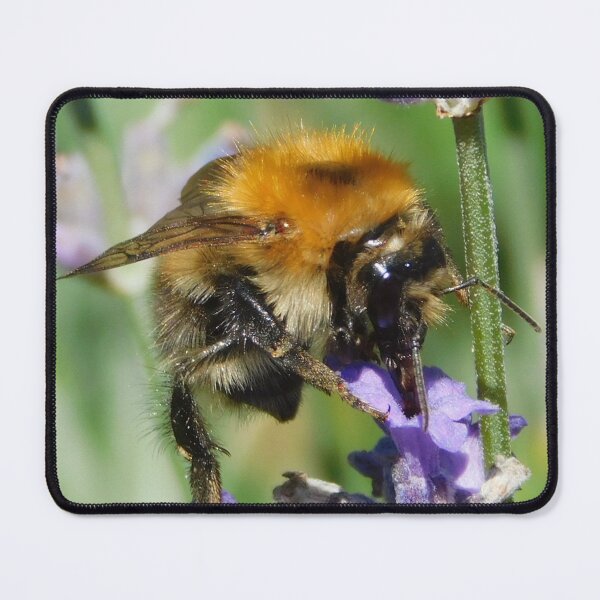Item preview, Common Carder Bee designed and sold by Paws and Ink Art.
