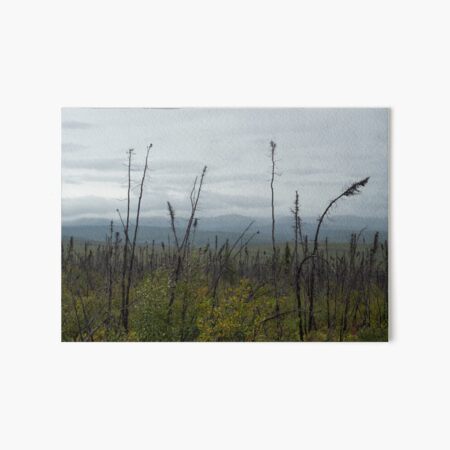 Subarctic trees Art Board Print
