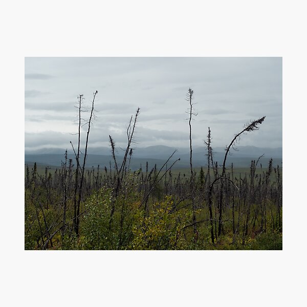 Subarctic trees Photographic Print