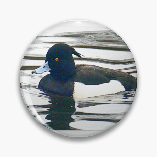 Item preview, Tufted duck designed and sold by angel1.