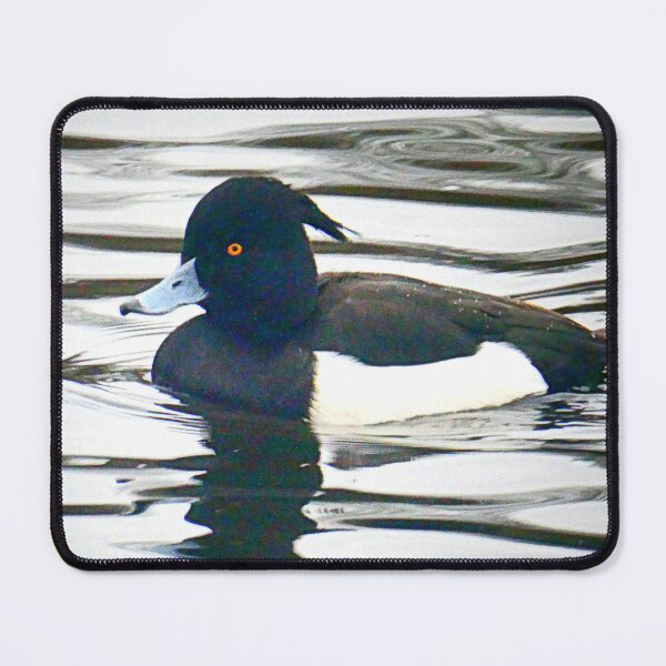 Item preview, Tufted duck designed and sold by angel1.