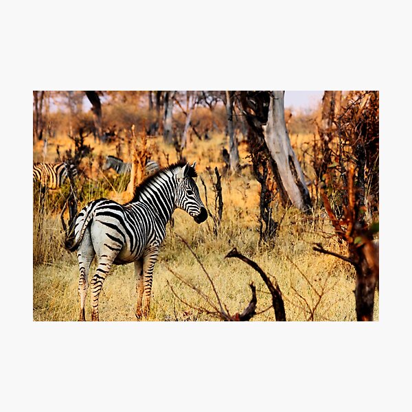 Zebras at sunset Photographic Print