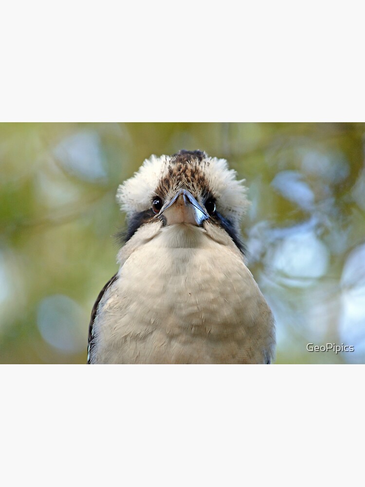 Kookaburra" Sticker for Sale by GeoPipics Redbubble