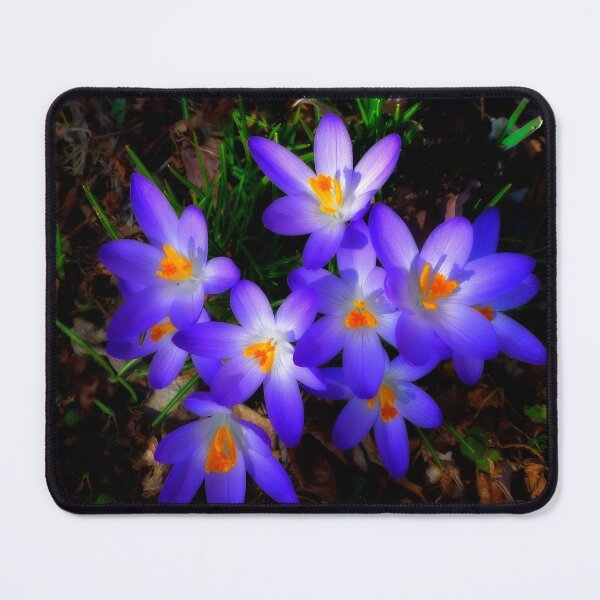 Item preview, Purple Croci Cluster designed and sold by Ladydi.