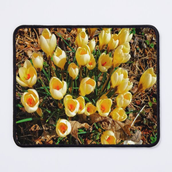 Item preview, Yellow Crocus Cluster designed and sold by Ladydi.