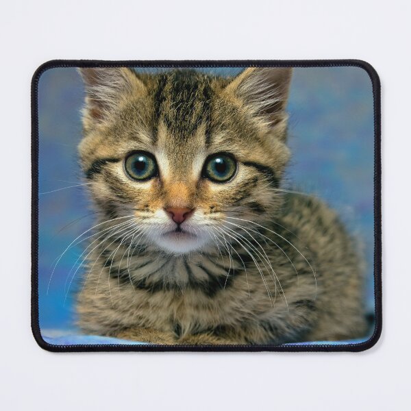 Item preview, Kitten designed and sold by Rick Knowles Photo Art.