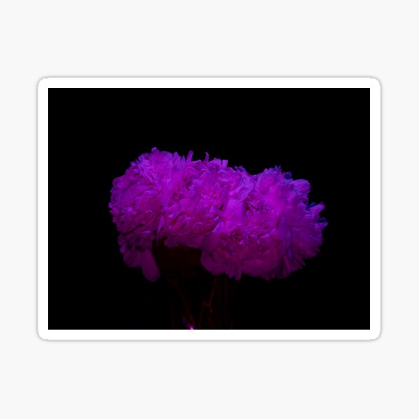 Electric peonies — pink Sticker
