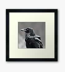 Raven.2 Framed Print