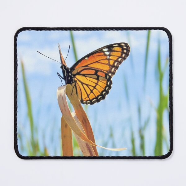 Item preview, Viceroy Butterfly designed and sold by MaryLinH.
