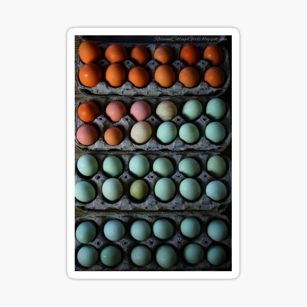 A rainbow of eggs Sticker