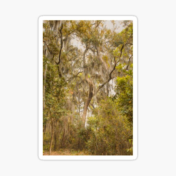 Item preview, Cloaked Trees designed and sold by John Bailey.