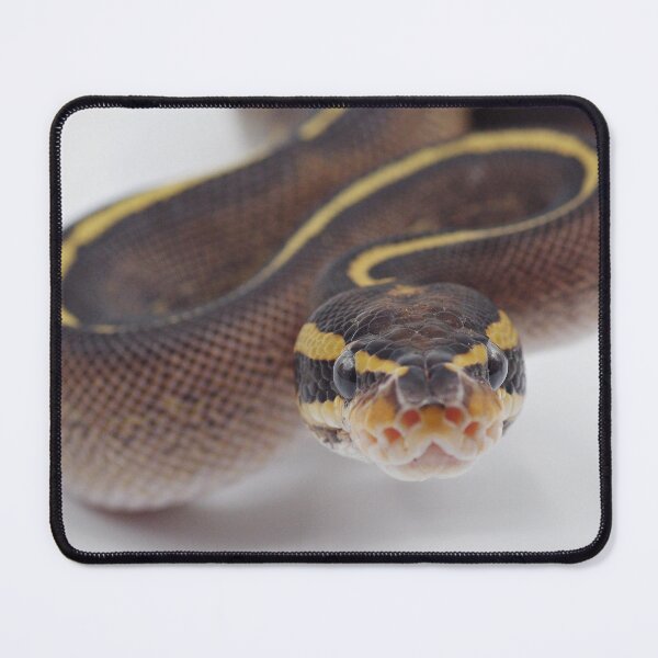 Item preview, Freeway Ball Python designed and sold by Kayleigh Wilson.