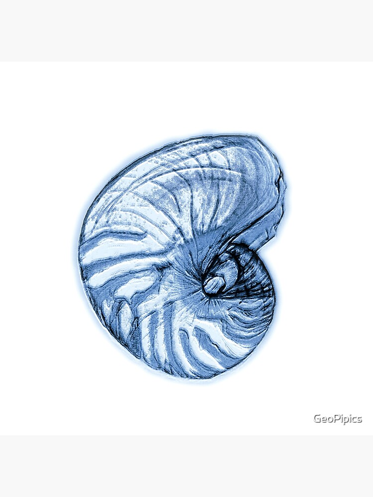 Nautilus Shell Greeting Card By Geopipics Redbubble