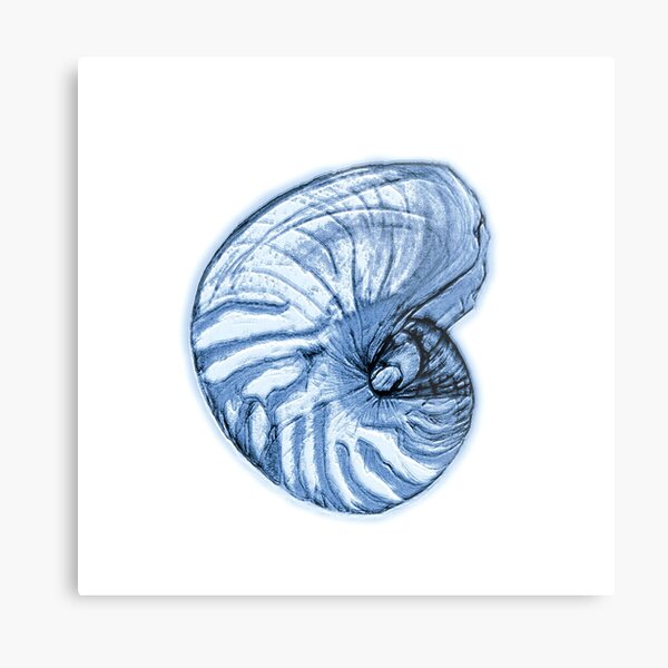 Nautilus Shell Wall Art Redbubble