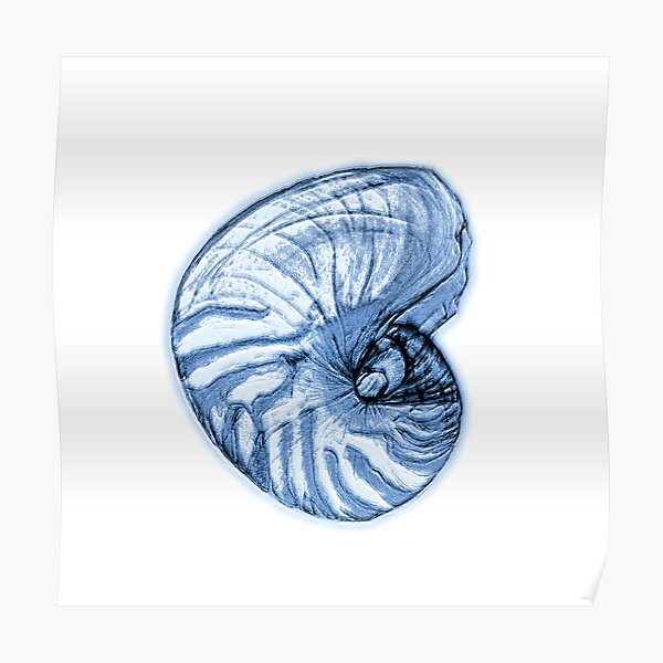Nautilus Shell Poster By Geopipics Redbubble