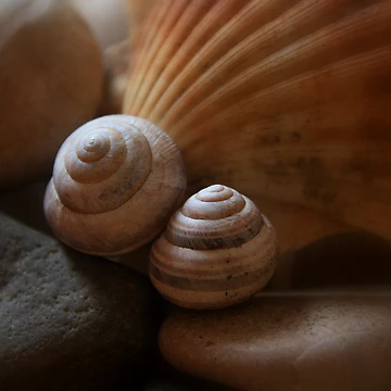 Artwork thumbnail, Shells & Rocks by i l d i l a z a r