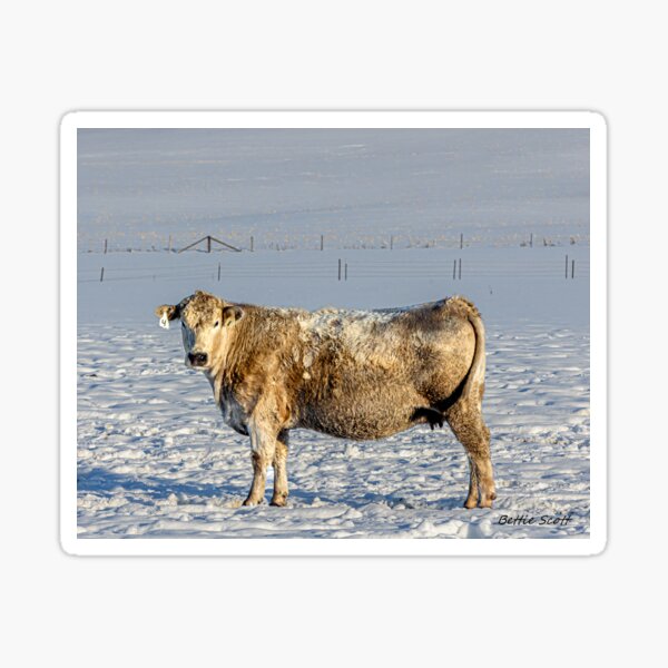 Item preview, White Cow in a Snowy Field in Wisconsin designed and sold by Bettie-Scott.