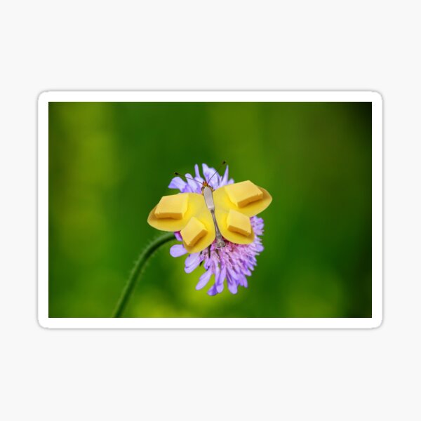 "Butter Butterfly" Sticker for Sale by ArtbySanna Redbubble