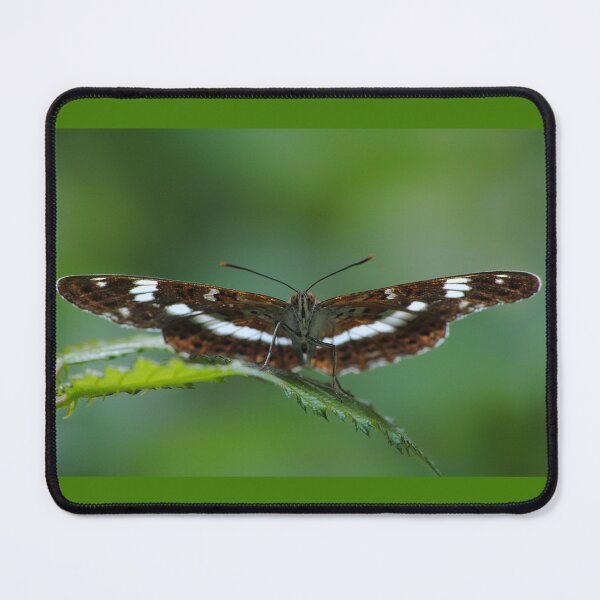 Item preview, limenitis stretcher designed and sold by iago rodriguez dopico.