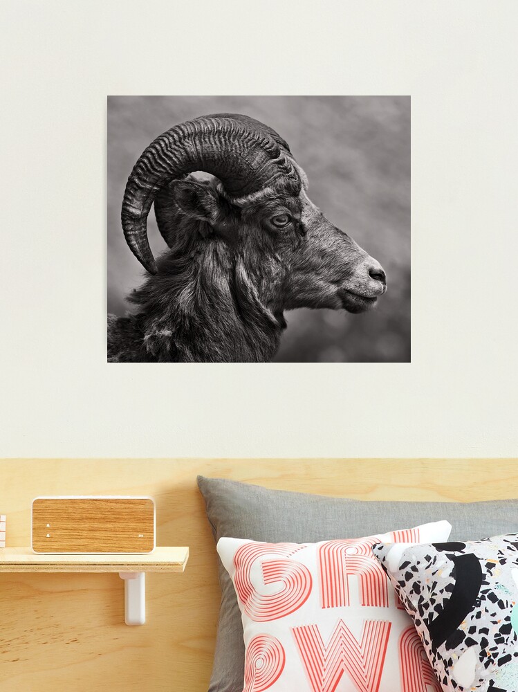 Lámina fotográfica for Sale con la obra «borrego cimarrón» de