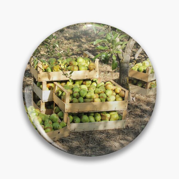 Artikelvorschau, Williams Pear Fruit in Boxes and Trees entworfen und verkauft von Angela Cini.