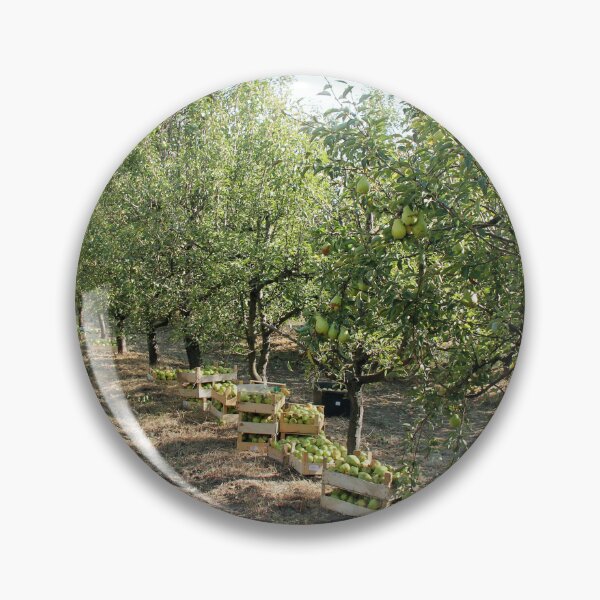Artikelvorschau, Williams Pear Fruit in Boxes and Trees in Orchard entworfen und verkauft von Angela Cini.
