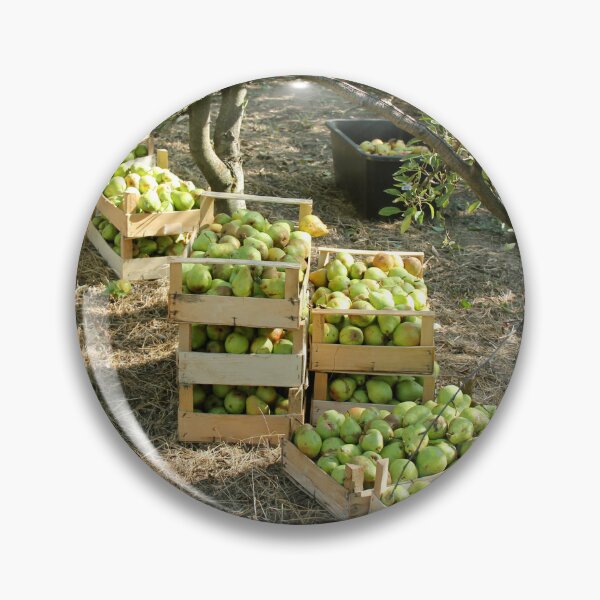 Artikelvorschau, Williams Pear Fruit in Boxes and Trees in Orchard entworfen und verkauft von Angela Cini.