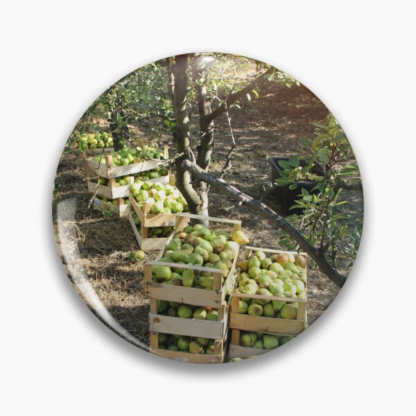 Artikelvorschau, Williams Pear Fruit in Boxes and Trees in Orchard entworfen und verkauft von Angela Cini.