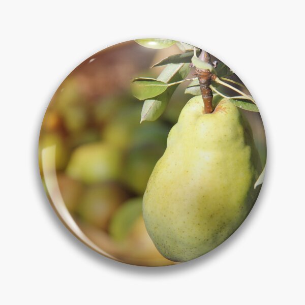 Item preview, William Pear on Branch with Pears Blurry Background and Sunshine designed and sold by Angela Cini.