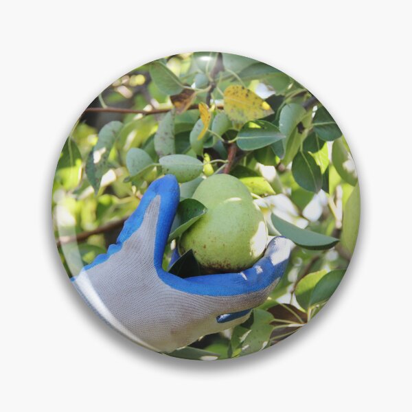 Item preview, William Pear on Tree Branch with Hand Harvesting or Holding the Fruit designed and sold by Angela Cini.