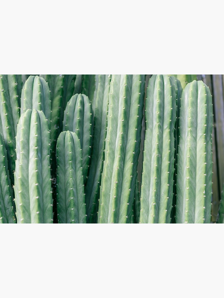 San Pedro Cactus by SouthPrints