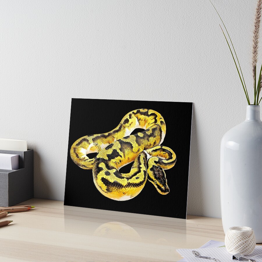 Ball Python Axanthic Pied Snake Poster for Sale by Elarex