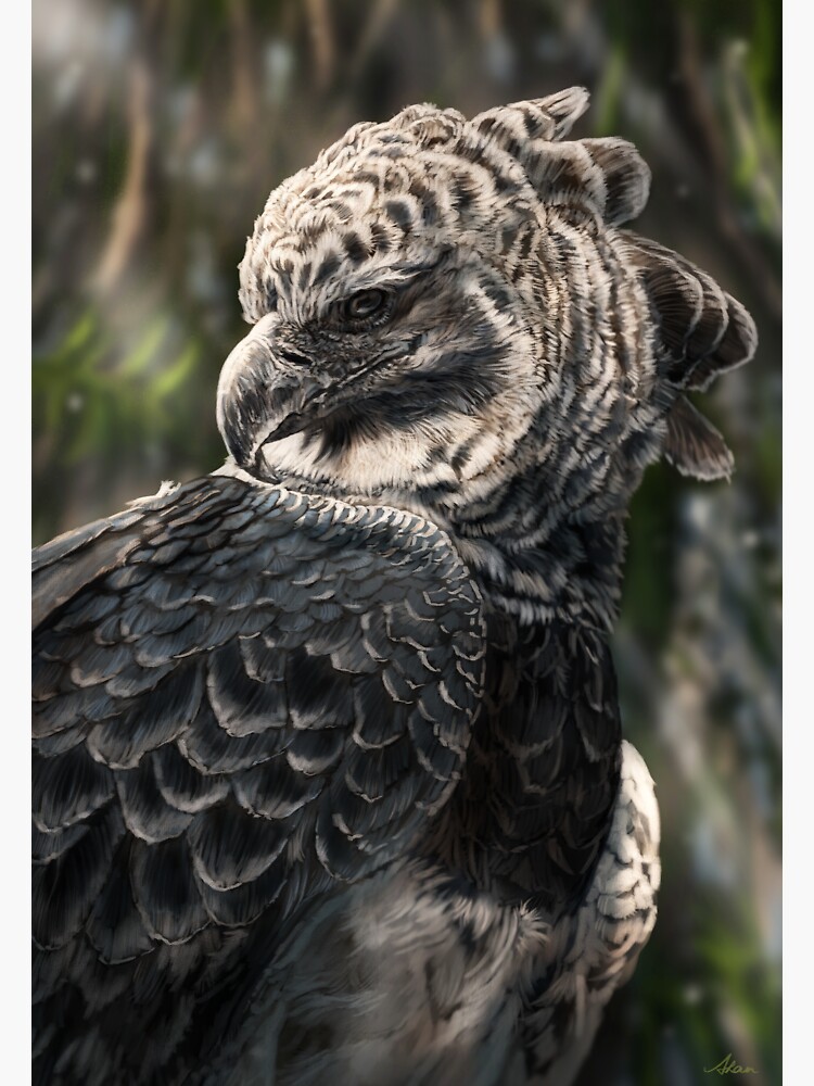 Harpy Eagle | Sticker