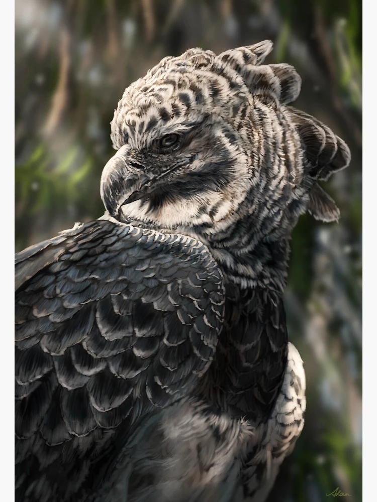 Harpy Eagle Sticker for Sale by FoxtonBec