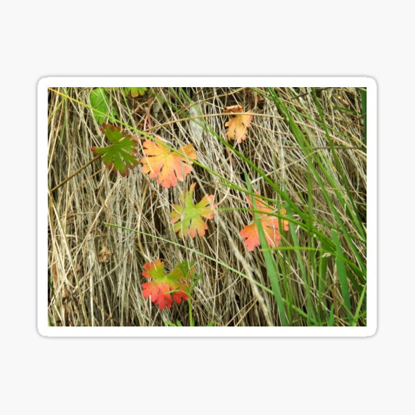 Item preview, Undergrowth at  Trentham Falls, Vic. Australia designed and sold by EdsMum.