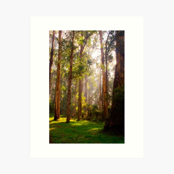 Item preview, Beams of light stream through the trees at Olinda Falls in portrait designed and sold by Elana Bailey.